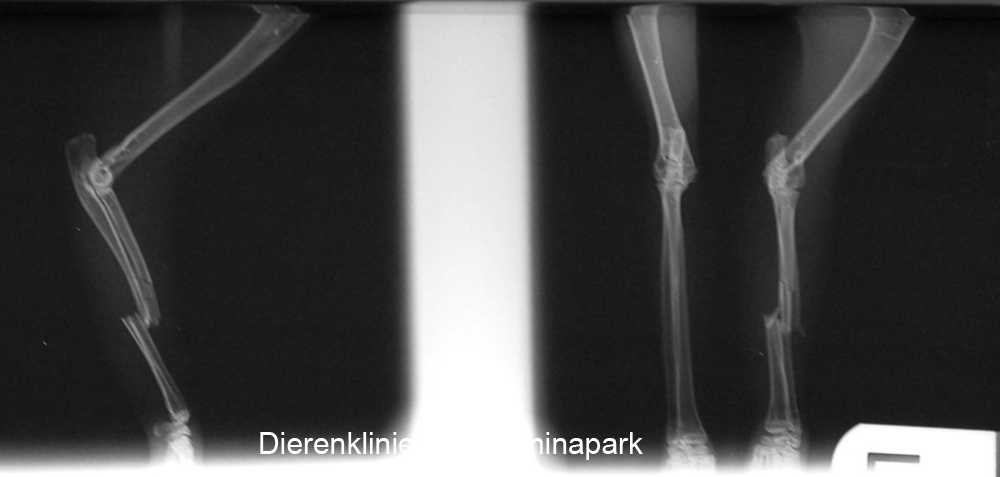 Konijn met gebroken linker onderarm, op de rontgenfoto is de breuk goed te zien